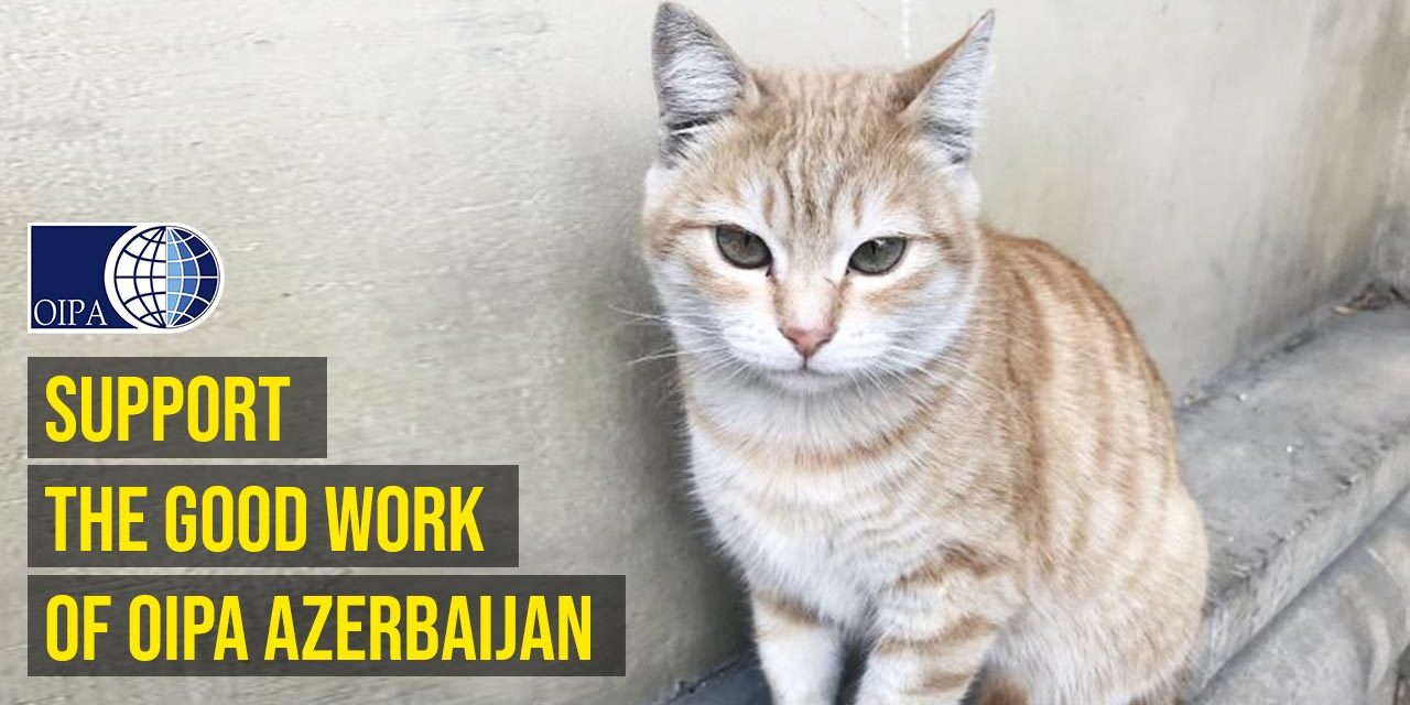 EMERGENCY STRAY CATS! OIPA AZERBAIJAN HELPS WITH STERILIZATIONS BUT ADDITIONAL SUPPORT IS NECESSARY