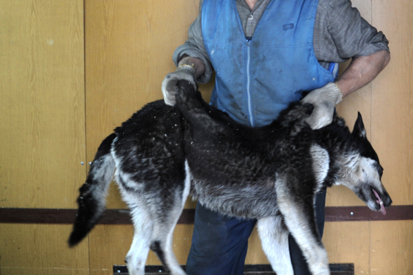 SHOCKING EPISODES OF ANIMAL CRUELTY IN THE CITY OF YAKUTSK, RUSSIA. LETTER TO THE LOCAL ADMINISTRATION