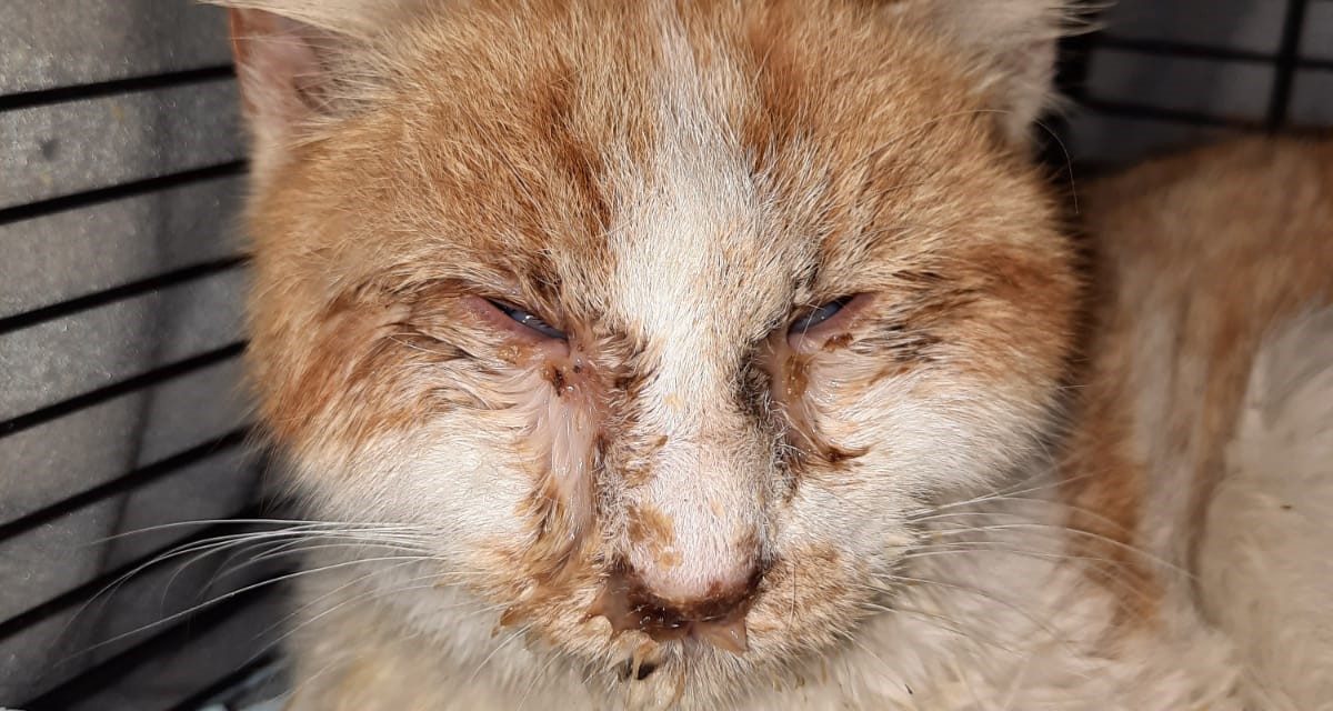 FOUND ON THE STREET SKINNY AND VERY WEAK, ERCOLE WAS SAVED BY OUR OIPA ITALY’S “BLUE ANGELS”. NOW HE NEEDS SUPPORT TO RECOVER