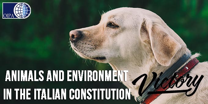 ANIMALS AND ENVIRONMENT PART OF THE ITALIAN CONSTITUTION. A REFORM IN LINE WITH THE LISBON TREATY THAT RECOGNIZES ANIMALS AS SENTIENT BEINGS