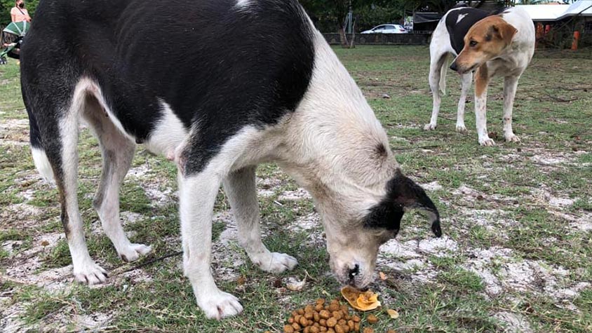OIPA MAURITIUS’S VOLUNTEERS LEND A HAND TO ANIMALS AFTER THE CYCLONE HIT THE ISLAND