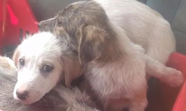 A SOLIDARITY CHAIN FOR THE ANIMALS LOOKED AFTER BY OUR VOLUNTEERS IN TURKEY