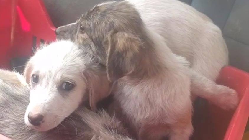 A SOLIDARITY CHAIN FOR THE ANIMALS LOOKED AFTER BY OUR VOLUNTEERS IN TURKEY