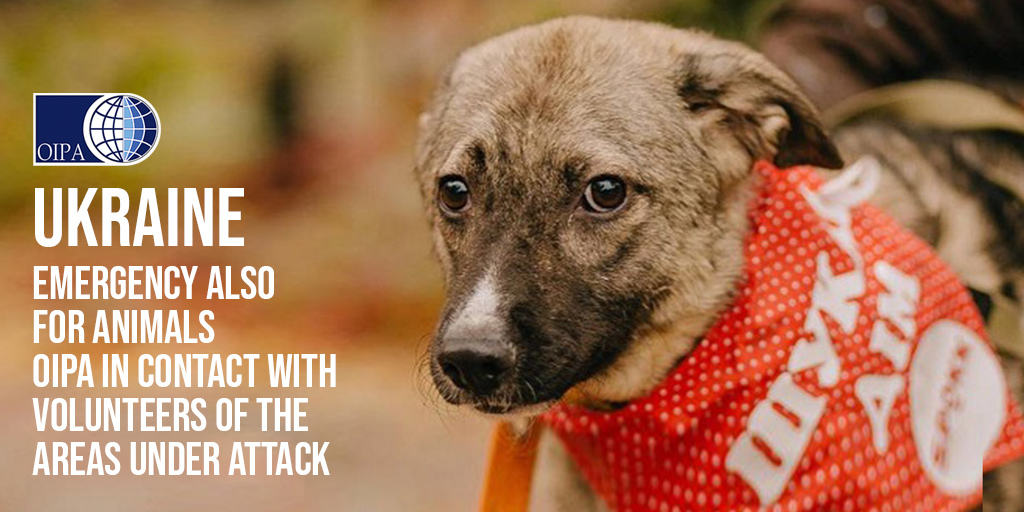 UKRAINE, EMERGENCY ALSO FOR ANIMALS. OIPA INTERNATIONAL IN CONTACT WITH VOLUNTEERS OF THE AREAS UNDER ATTACK