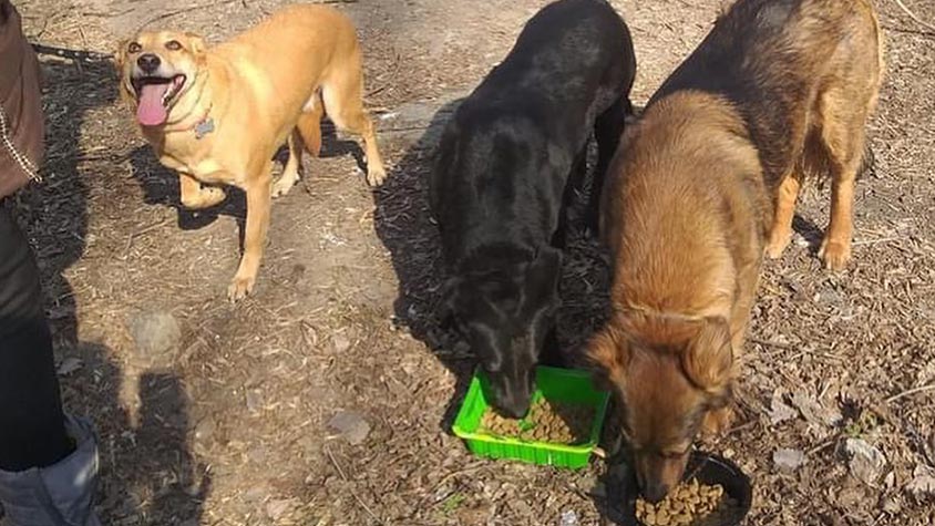 EMERGENCY UKRAINE, THE SOLIDARITY CHAIN TO HELP ANIMALS KEEPS MOVING