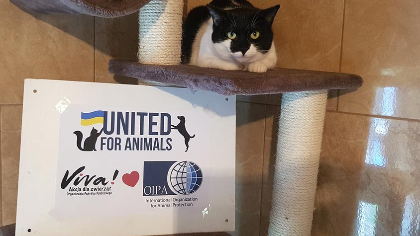VIVA!POLAND AND OIPA UNITED FOR ANIMALS IN UKRAINE