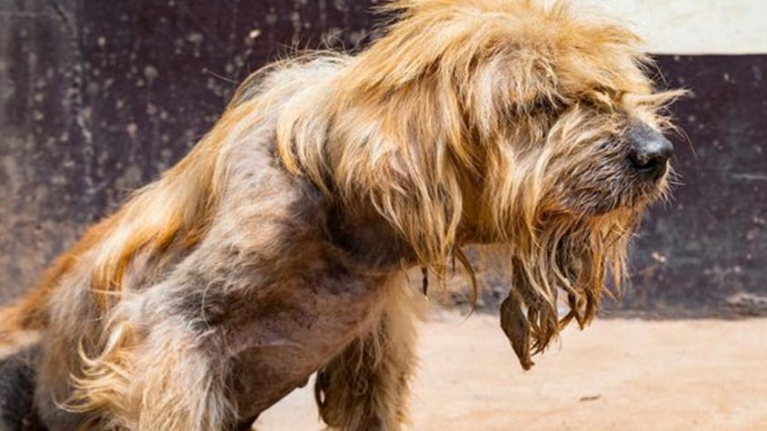 MILLIONS OF HOMELESS CATS & DOGS LIVE IN CAMBODIA. OIPA’S MEMBER LEAGUE ANIMAL RESCUE CAMBODIA FOCUSES ON MAKING THEIR LIVES BETTER