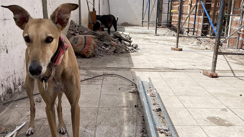 EL REFU ARGENTINA, A HUMBLE PLACE WHERE BODIES AND SOULS OF ANIMALS MISTREATED ARE HEALED