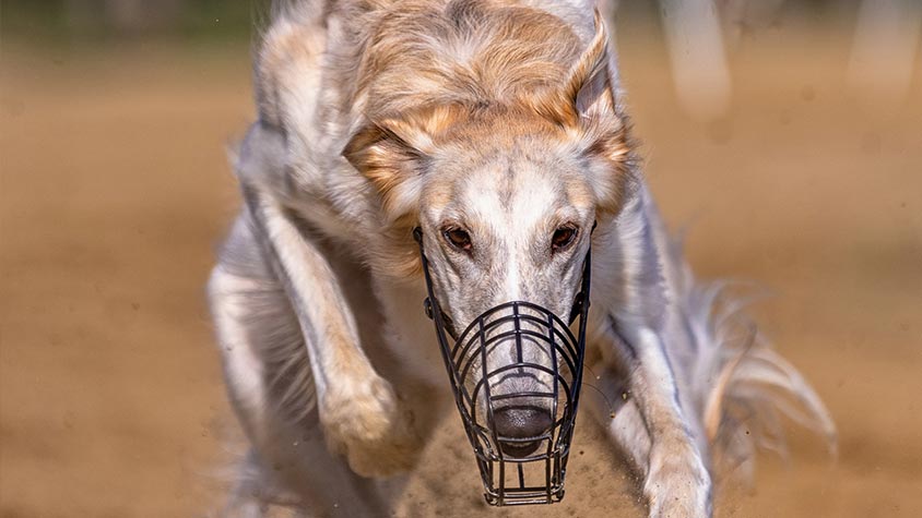 ANOTHER VICTORY FOR ANIMALS! GREYHOUND RACING IN OREGON IS OVER