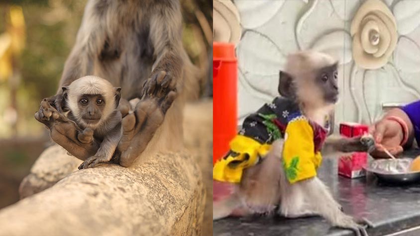 GRAY LANGUR KEPT AS PET IN JAIPUR, INDIA. OIPA ODISHA COMPLAINED TO THE NATIONAL FOREST DEPARTMENT