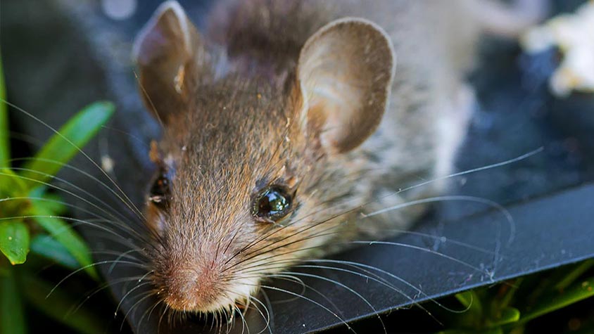 GOOD NEWS! THE USE OF GLUE TRAPS ARE SET TO BE BANNED IN ENGLAND