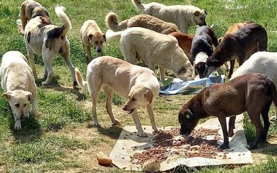 NEW LITTERS, ABANDONED PETS AND DOGS IN NEED OF VET CARE. OIPA TURKEY ASKS YOUR SUPPORT TO HELP STRAY ANIMALS IN KURTKOY