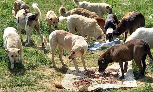 NEW LITTERS, ABANDONED PETS AND DOGS IN NEED OF VET CARE. OIPA TURKEY ASKS YOUR SUPPORT TO HELP STRAY ANIMALS IN KURTKOY