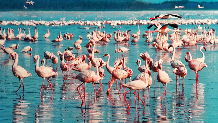 WORLD ASSOCIATION AND OIPA RAJASTHAN HIGHLIGHT THE NEGATIVE IMPACT OF LIGHT POLLUTION ON MIGRATORY BIRDS