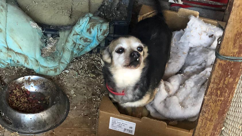 KEPT IN A CAGE BECAUSE TOO OLD, LAIKA HAS BEEN RESCUED BY OIPA ITALY’S ANIMAL CONTROL OFFICERS