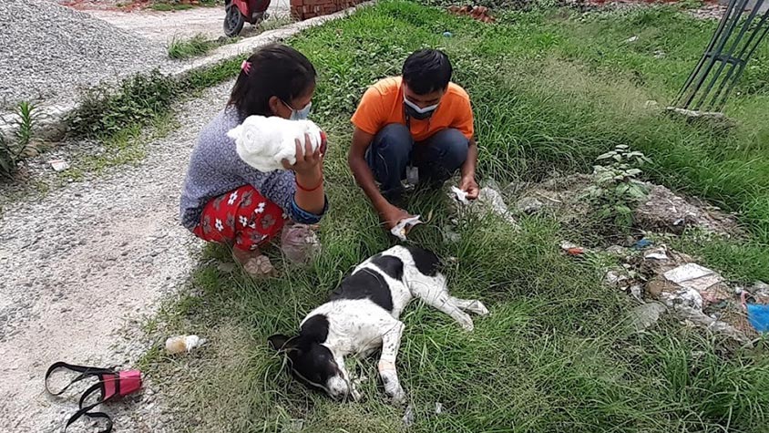 SUPPORT THE NEW INITIATIVE OF VOICE OF ANIMAL NEPAL TO SAVE INJURED AND WOUNDED SENIOR DOGS ON THE ROAD