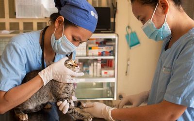 TEN STRAY CATS HELPED THANKS TO ANIMAL RESCUE CAMBODIA AND OIPA