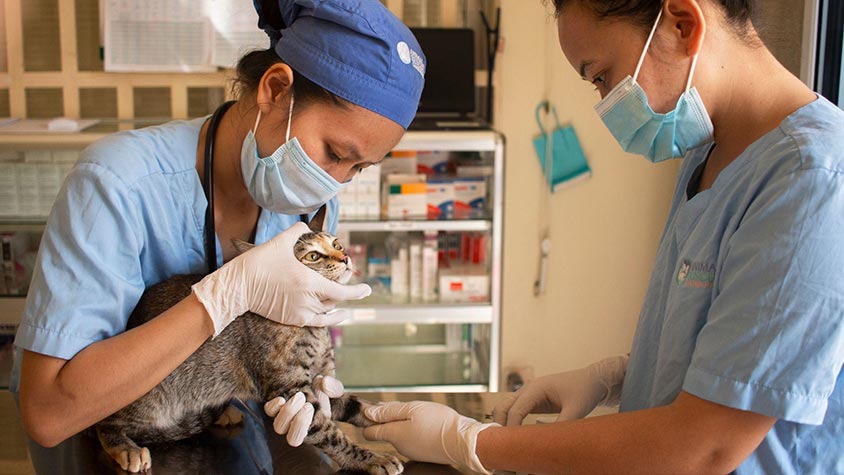 TEN STRAY CATS HELPED THANKS TO ANIMAL RESCUE CAMBODIA AND OIPA