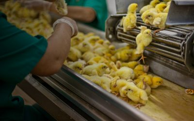 STOP THE CRUEL CULLING OF CHICKS AND DUCKLINGS IN EUROPE