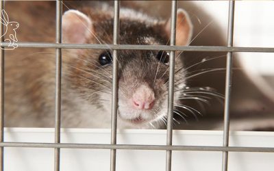 CHEMICALS ARE STILL TESTED ON ANIMALS, BY SIGNING THE ECI “SAVE CRUELTY FREE COSMETICS” YOU CAN SAY STOP TO ANIMAL TESTING