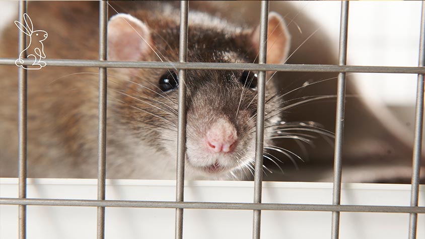 CHEMICALS ARE STILL TESTED ON ANIMALS, BY SIGNING THE ECI “SAVE CRUELTY FREE COSMETICS” YOU CAN SAY STOP TO ANIMAL TESTING