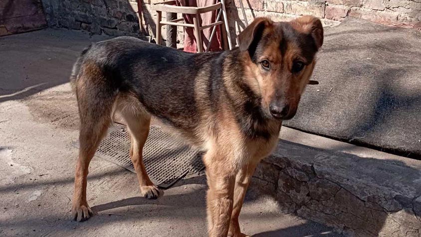 EMERGENCY UKRAINE: HOW THE FIRST PART OF HUMANITARIAN AID FOR ANIMALS HAVE BEEN DISTRIBUTED