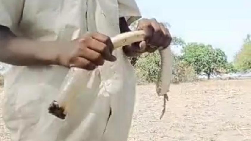 LIVE SNAKE CHOPPED BY YOUTH INTO PIECES IN OSMANABAD DISTRICT, INDIA. OIPA, ACF AND PAWS-MUMBAI JOINTLY LODGED COMPLAINT FOR WILDLIFE CRIME