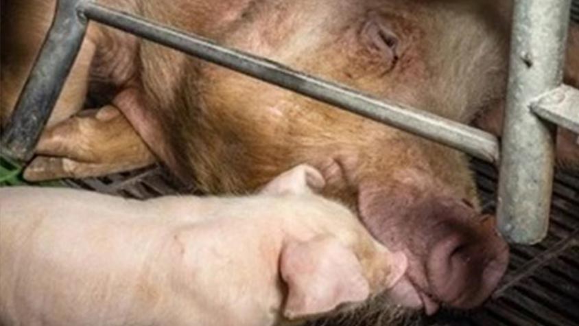NEW INVESTIGATION REVEALS CRUELTY IN SOW FARMS — TAKE ACTION AND URGE EU Ministers TO END THE CAGE AGE FOR FARMED ANIMALS