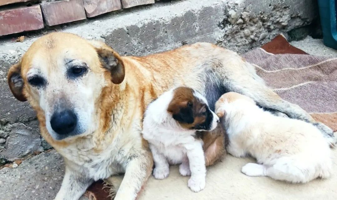 Poisonings in Gjirokaster, OIPA asks the city mayor for explanations