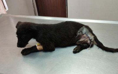 TWO PUPPIES CRITICALLY INJURED GOT TREATED THANKS TO VOICE OF ANIMAL NEPAL AND OIPA