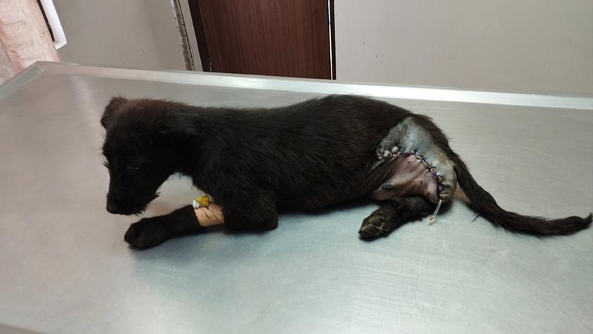 TWO PUPPIES CRITICALLY INJURED GOT TREATED THANKS TO VOICE OF ANIMAL NEPAL AND OIPA