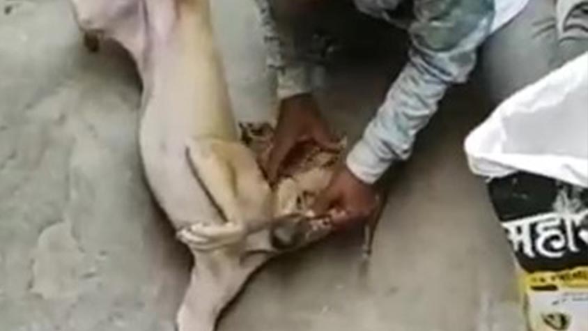 LEGAL ACTION FOR PREVENTION OF CRUELTY TO STRAY DOG BY OIPA AND WORLD RAJASTHAN