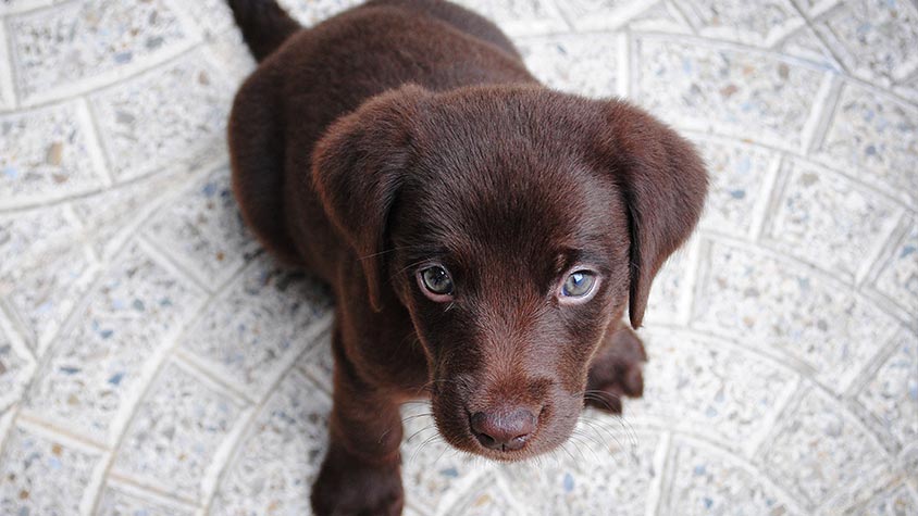 THE EUROPEAN COMMISSION LAUNCHES A COORDINATED CONTROL ACTION ON THE ILLEGAL TRADE OF PETS