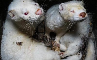 AN INVESTIGATION REVEALS HORRIFIC CONDITIONS ON MINK FARM IN BULGARIA