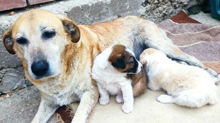 STRAY DOGS IN VLORË, ALBANIA. OIPA SUBMITS A PROPOSAL TO THE MUNICIPALITY