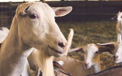 OPEN LETTER OF THE #EUFORANIMALS COALITION TO STELLA KYRIAKIDES: THE DEVASTATING IMPACT OF WAR ON ANIMALS IN UKRAINE URGES A EU COMMISSIONER FOR ANIMAL WELFARE