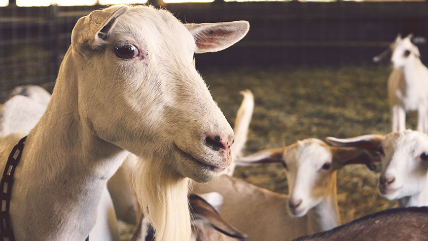 OPEN LETTER OF THE #EUFORANIMALS COALITION TO STELLA KYRIAKIDES: THE DEVASTATING IMPACT OF WAR ON ANIMALS IN UKRAINE URGES A EU COMMISSIONER FOR ANIMAL WELFARE
