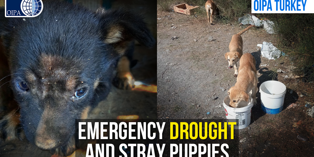 OIPA VOLUNTEERS IN TURKEY ARE STRUGGLING WITH PUPPIES’ EMERGENCY