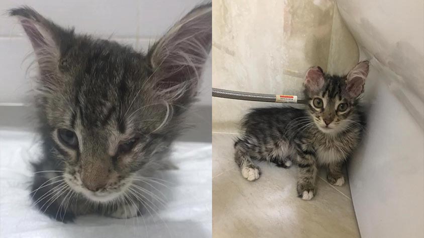 LIYA, LUI AND OTHER ABANDONED KITTENS RESCUED IN BAKU. HELP OUR DELEGATION COVER THEIR STERILIZATIONS, VACCINATIONS AND TREATMENTS