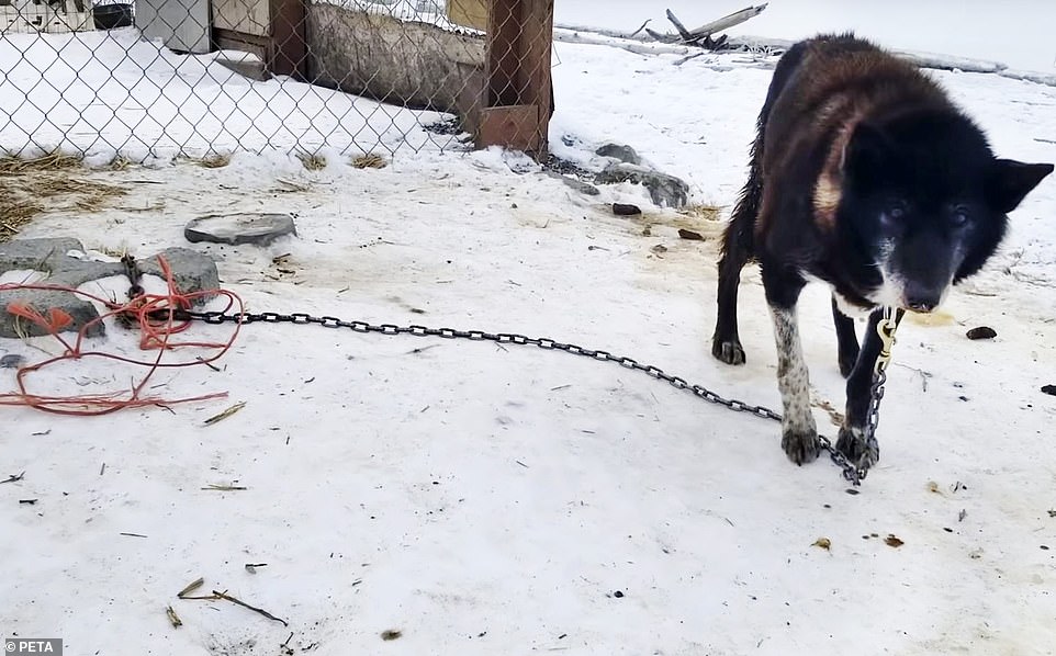 FORMULA 1 SPONSORS THE CRUELTY BEHIND THE IDITAROD. IT IS TIME TO CUT TIES WITH THE DEATHLY DOG SLED RACE