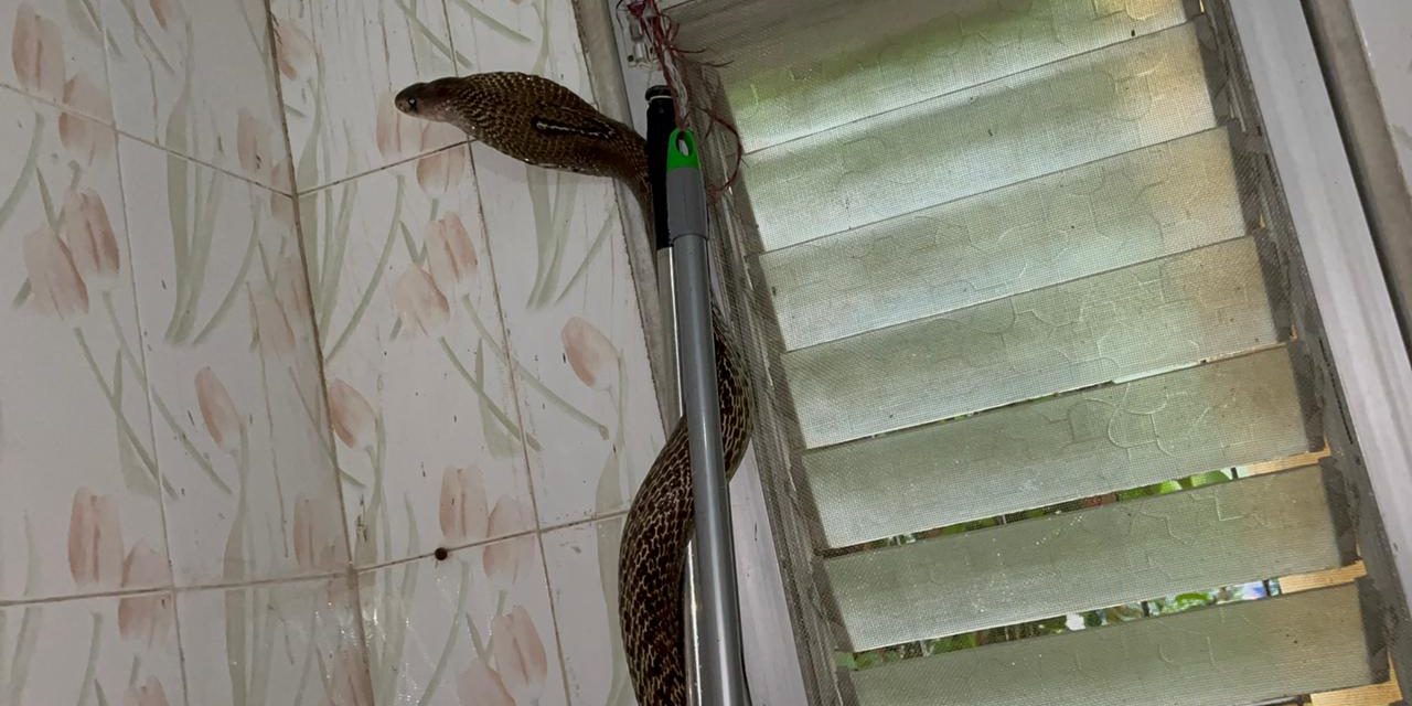 A SPECTACLED COBRA RESCUED FROM A WASHROOM IN MUMBAI