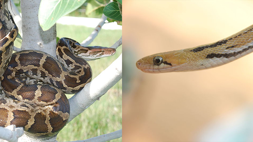 AN INDIAN ROCK PYTON AND A TRINKET SNAKE RESCUED FROM A RESIDENTIAL AREA IN MUMBAI