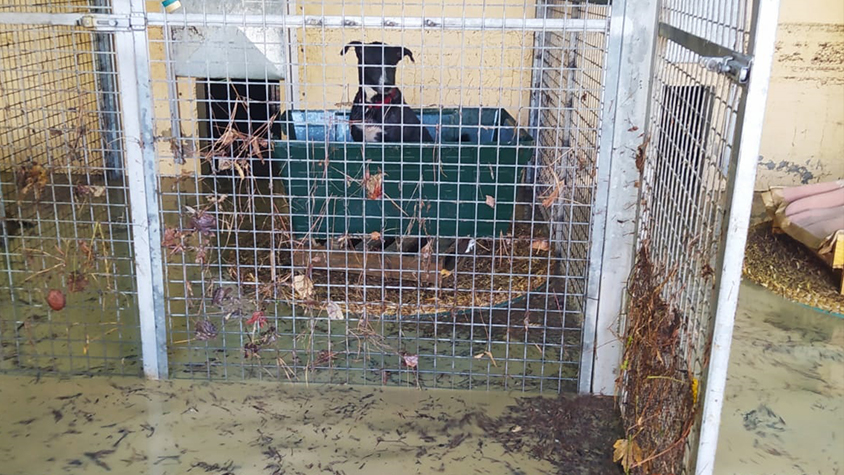 FLASH FLOODS IN CENTRAL ITALY. OIPA’S VOLUNTEERS AND OTHER LOCAL ASSOCIATIONS RUSHED TO HELP ANIMALS