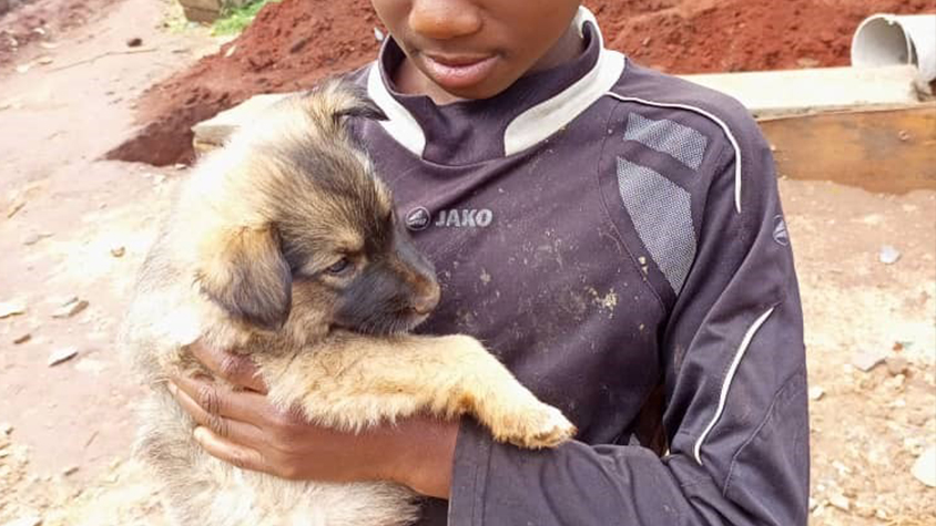 13 DOGS HEALED FROM DISTEMPER THANKS TO THE PROMPT INTERVENTION OF OIPA CAMEROON AND OUR PROJECT “SAVE A STRAY”