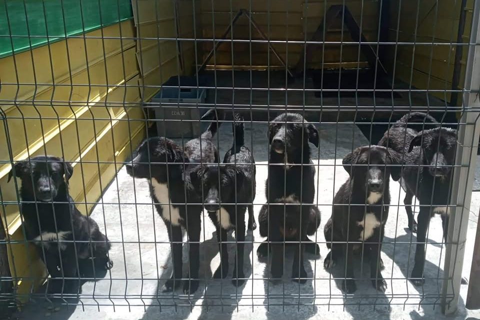THE ASSOCIATION WAGWAG WORKS INTENSIVELY TO IMPROVE ANIMAL CONDITIONS IN BANJA LUKA (BOSNIA AND HERZEGOVINA)