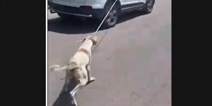 TERRIBLE EPISODE OF ANIMAL CRUELTY AGAINST A STRAY DOG REPORTED BY OIPA AND WORLD RAJASTHAN