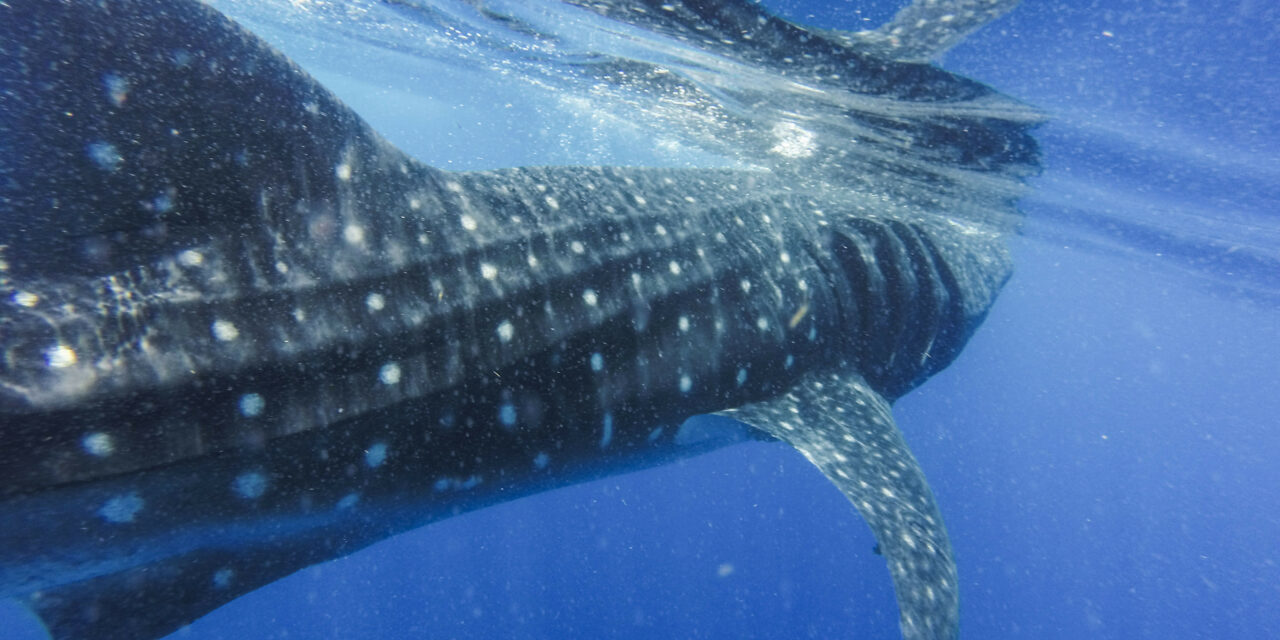 OIPA JOINED THE AQUATIC ANIMAL ALLIANCE TO SUPPORT THE TRILLIONS OF AQUATIC ANIMALS EXPLOITED EVERY YEAR