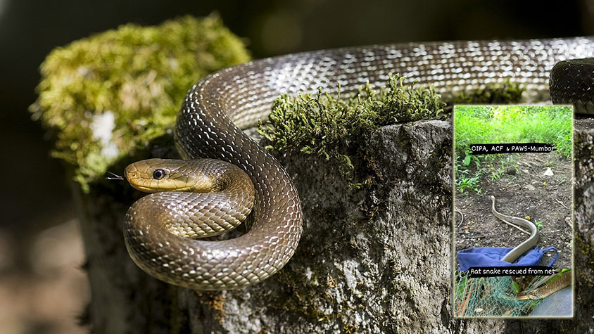 THE RESCUE OF A RAT SNAKE TRAPPED IN A CRICKET NET IN MUMBAI