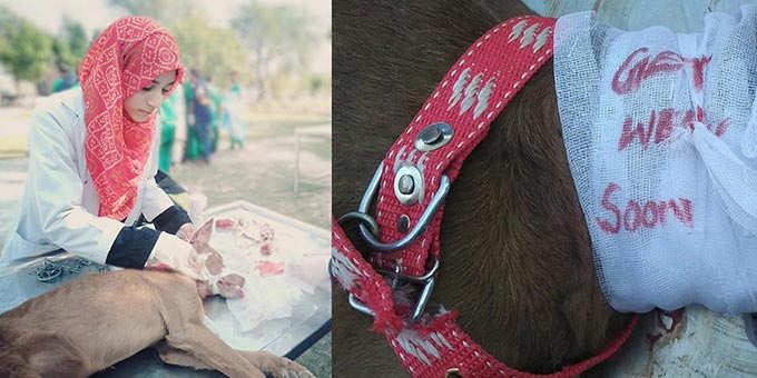 THE DEVASTATING IMPACT OF FLOODS IN PAKISTAN. OIPA DELEGATION IN LAHORE IS TRYING TO HELP FLOOD-AFFECTED ANIMALS BUT THEY NEED SUPPORT