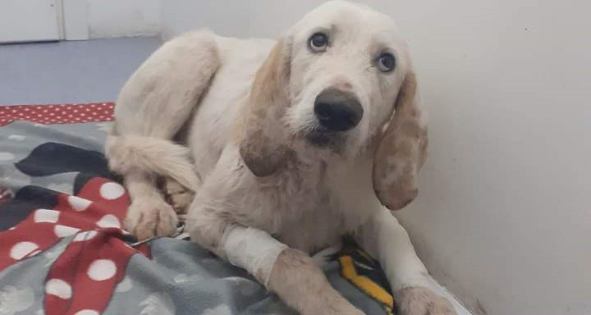 SURVIVED TO THE ATTACK OF A MOLOSSER BREED DOG, THE GENTLE STRAY FREDDY STILL NEEDS CARE TO HEAL COMPLETELY